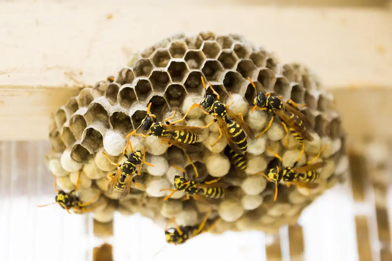 wasp nest 335984 1280
