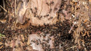 ant colony