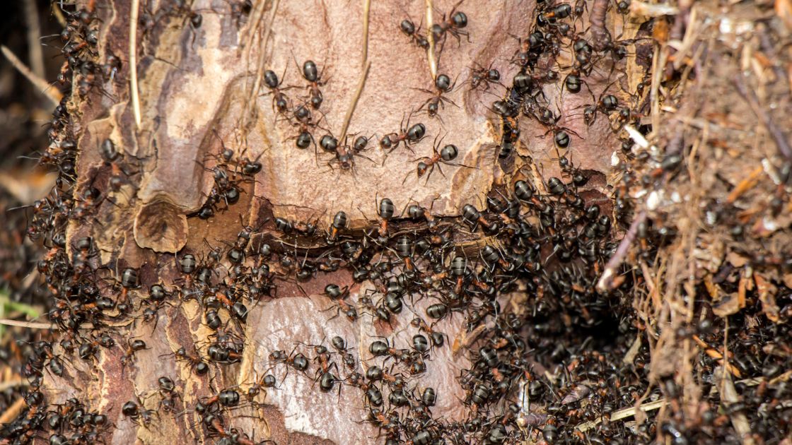 Ant colony