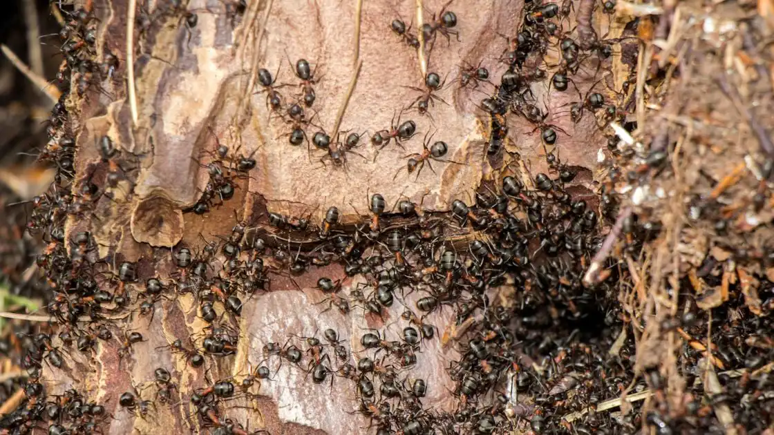 Ant colony
