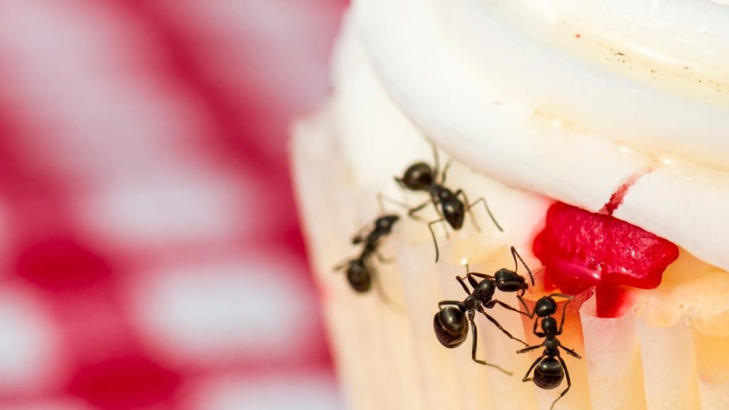How do ants get inside your home