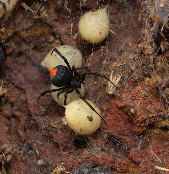 How to Kill Spider Eggs
