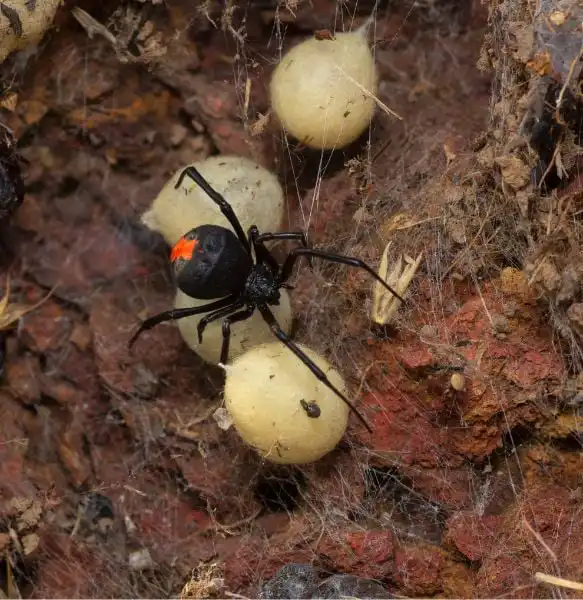 How to Kill Spider Eggs