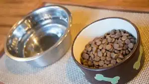Pet food and water