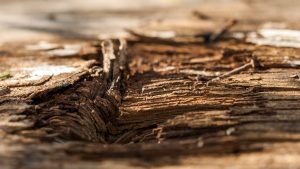 Rotting wood