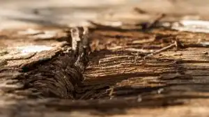 Rotting wood