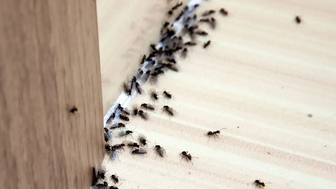 What Causes Ants in My House