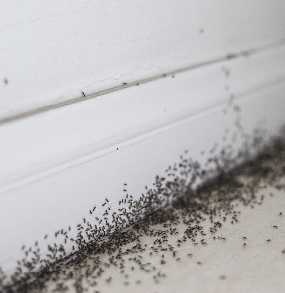 What Causes Ants in your House