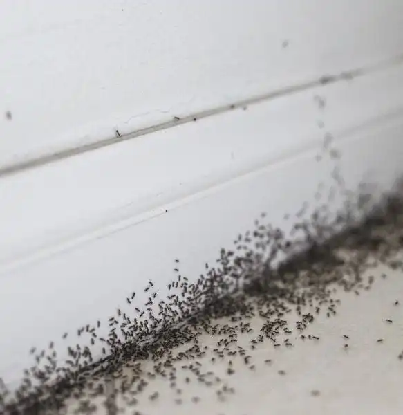 What Causes Ants in your House