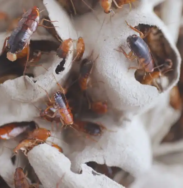 American Cockroach vs German Cockroach