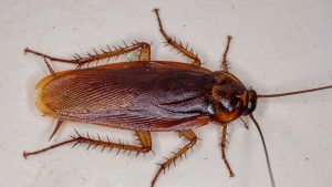American cockroach