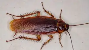 American cockroach