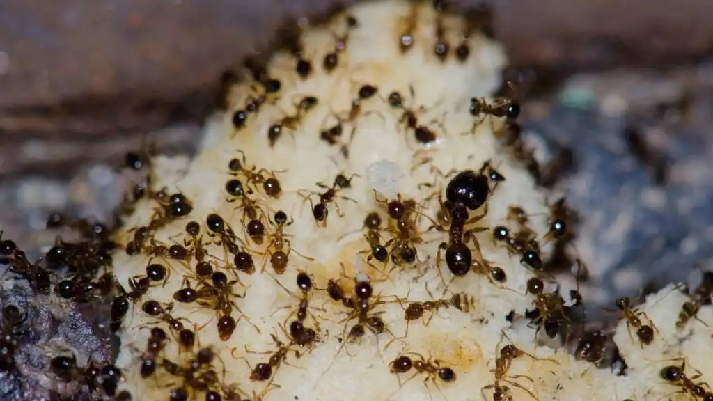 ants in your home