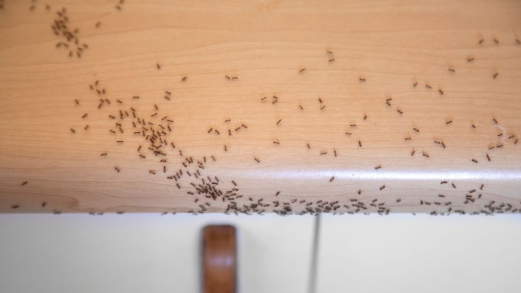 Ants invading your home