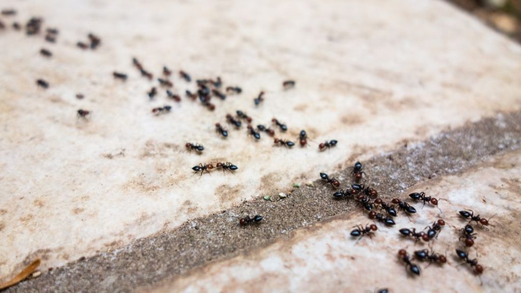 Ants keep coming back