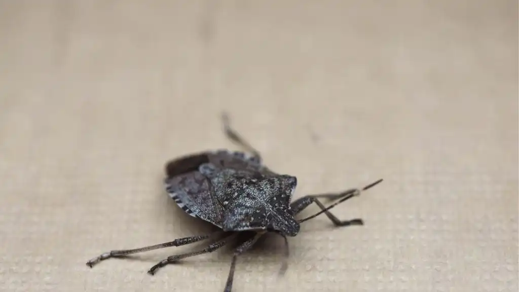 Brown Marmorated Stink Bugs