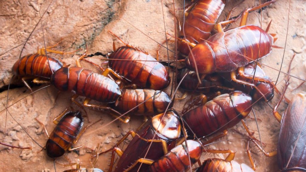 Cockroach infestation in the house