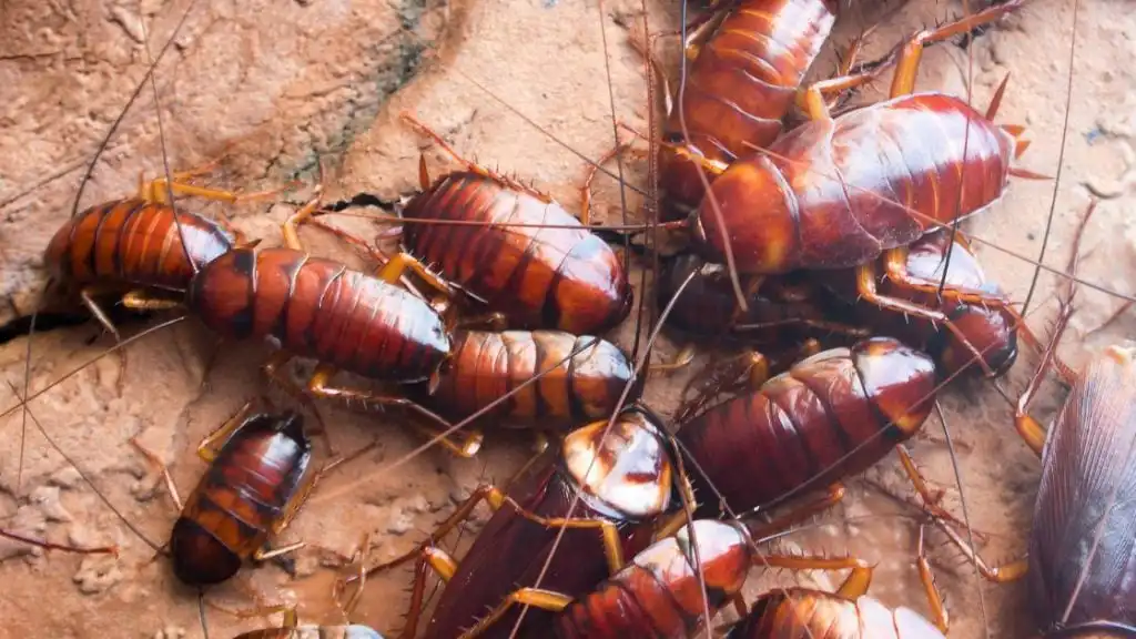 Cockroach infestation in the house