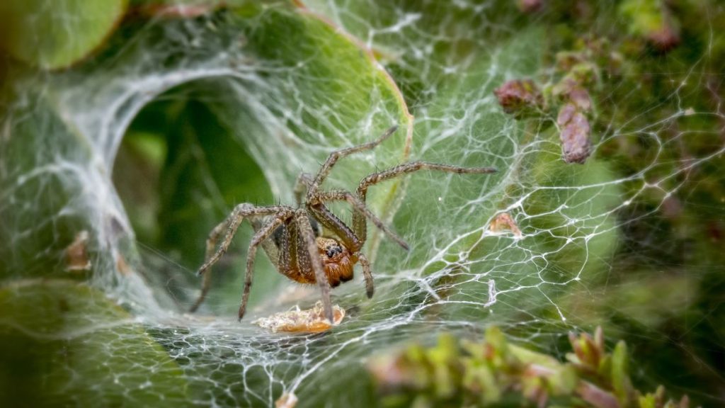 Kill Spider eggs