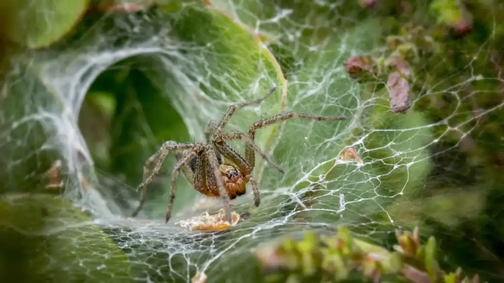 Kill Spider eggs
