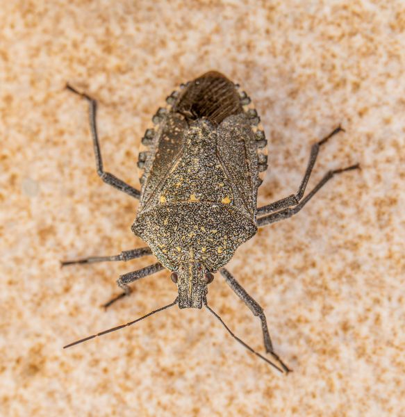 How to Get Rid of Brown Marmorated Stink Bug