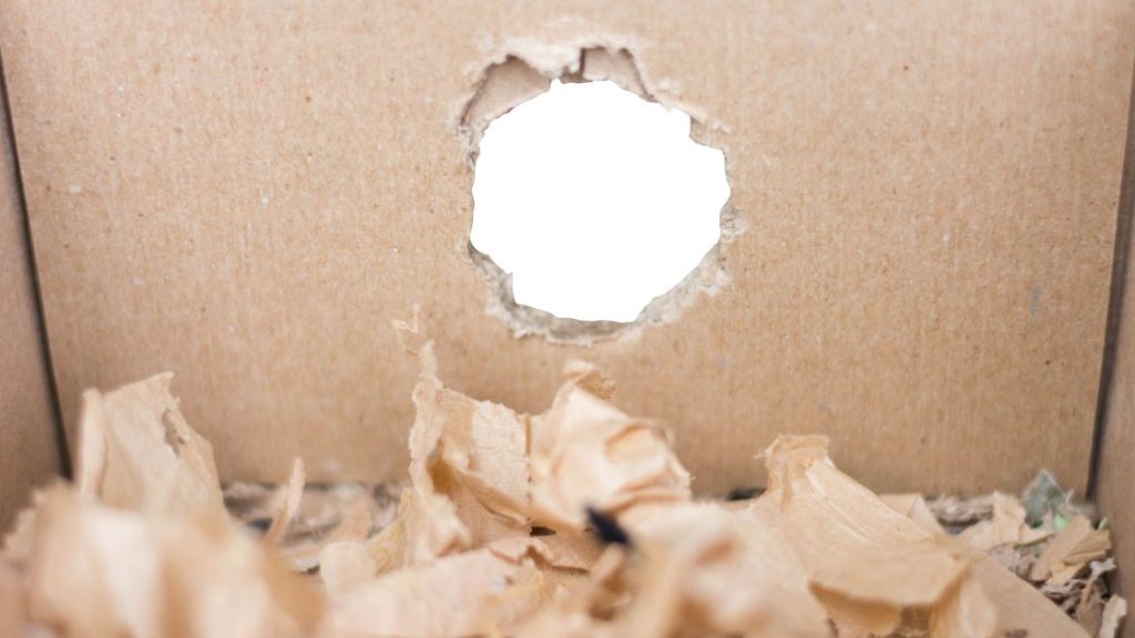 How to Recognize the Signs of a Mouse Infestation