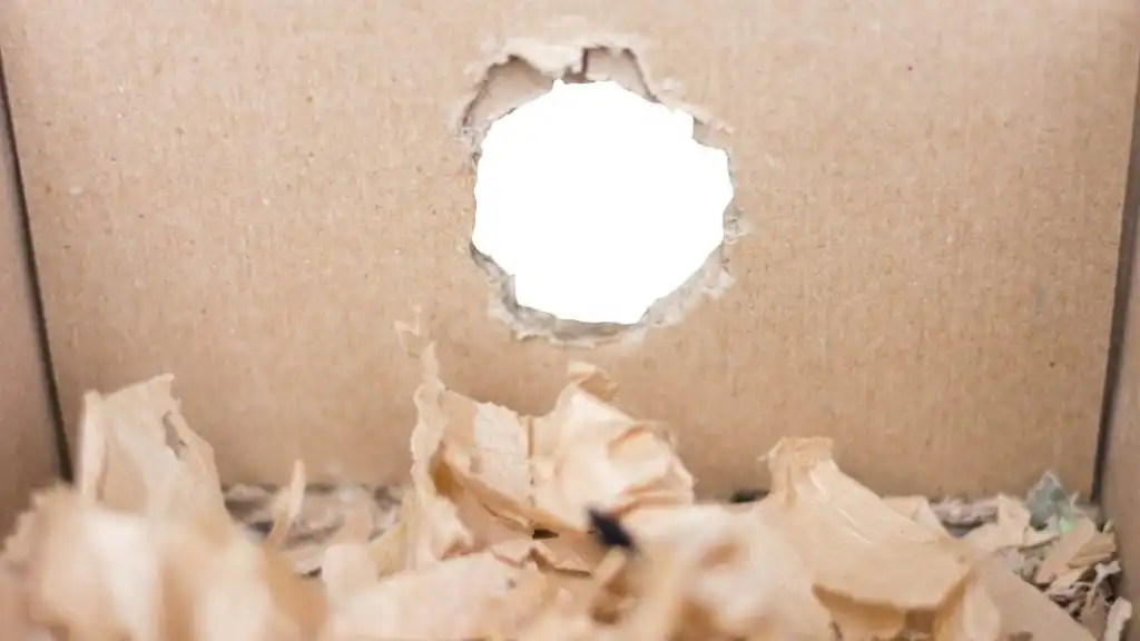 How to Recognize the Signs of a Mouse Infestation