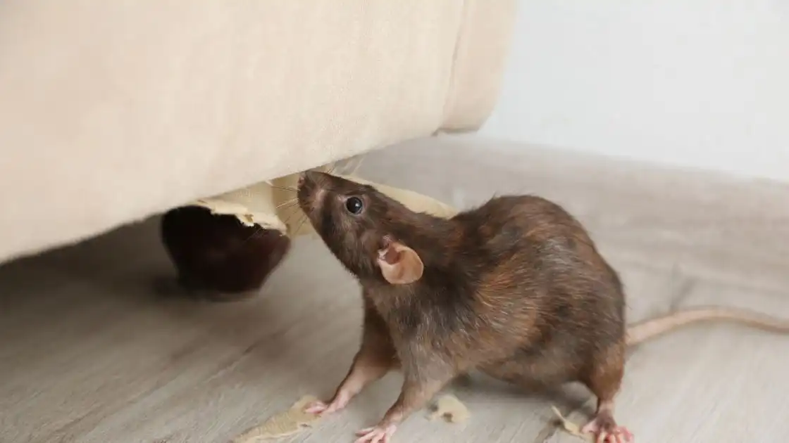 Mice problem
