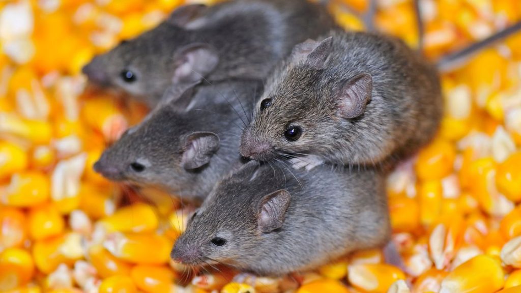Mice exterminator price