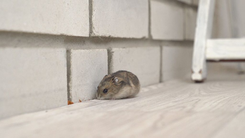 Mice in walls