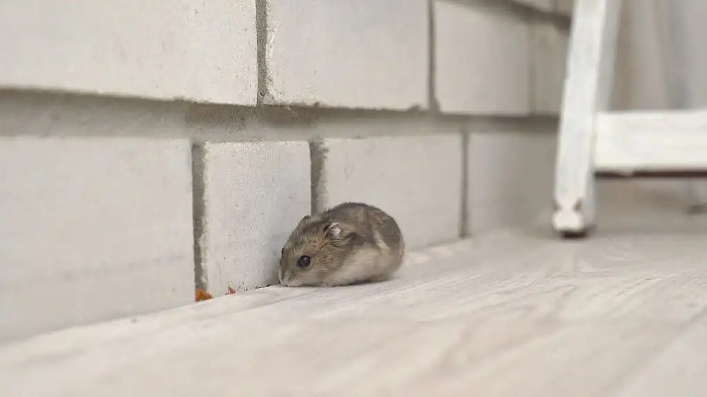 Mice in walls