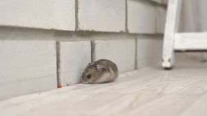 Mice in walls