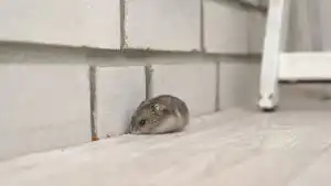Mice in walls