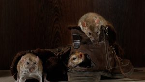 Mice infestation