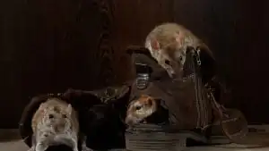 Mice infestation