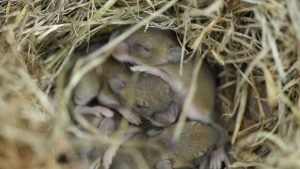 Mice nests