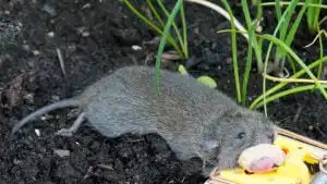 Mouse Bait