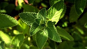 Peppermint