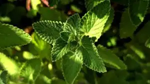Peppermint