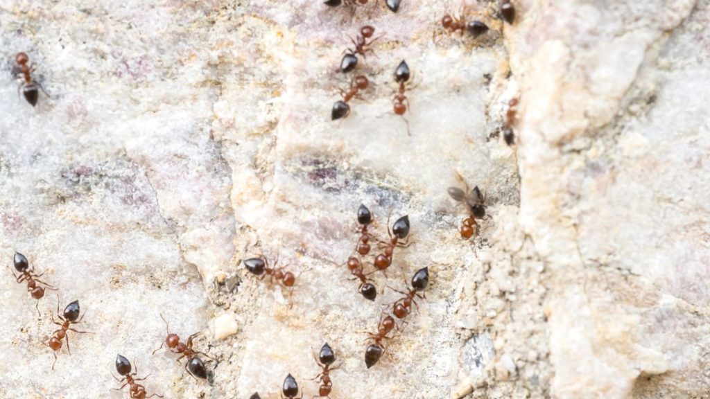 Prevent ants in your home