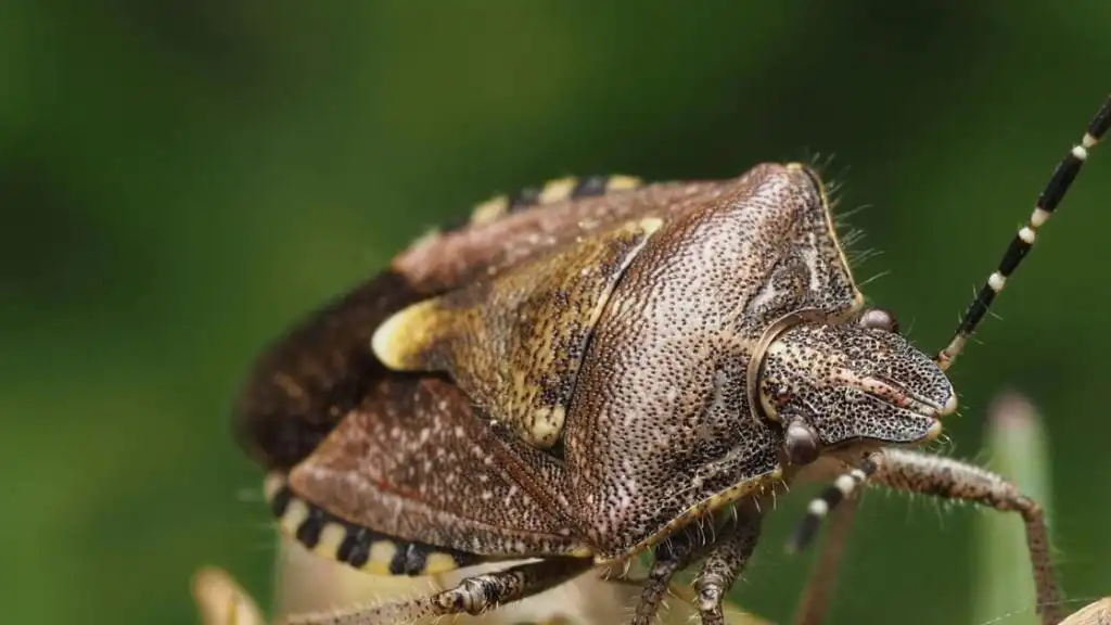 Remove Stink Bugs