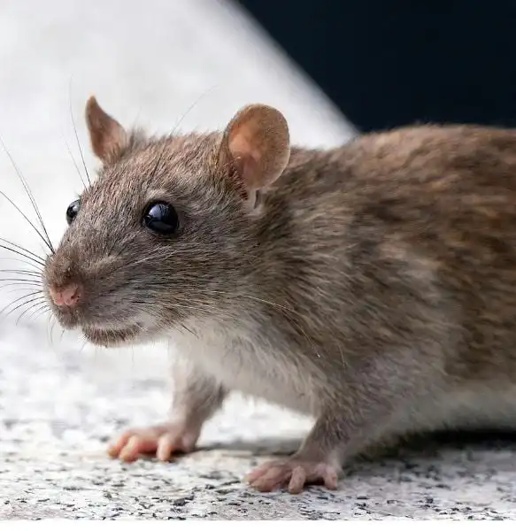 Signs of Rats In Your House