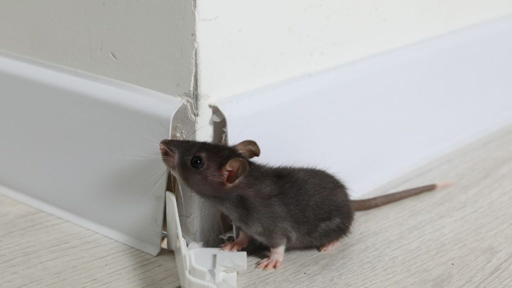 Signs of rats in your house