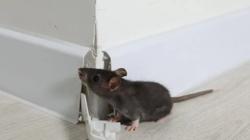 Signs of rats in your house