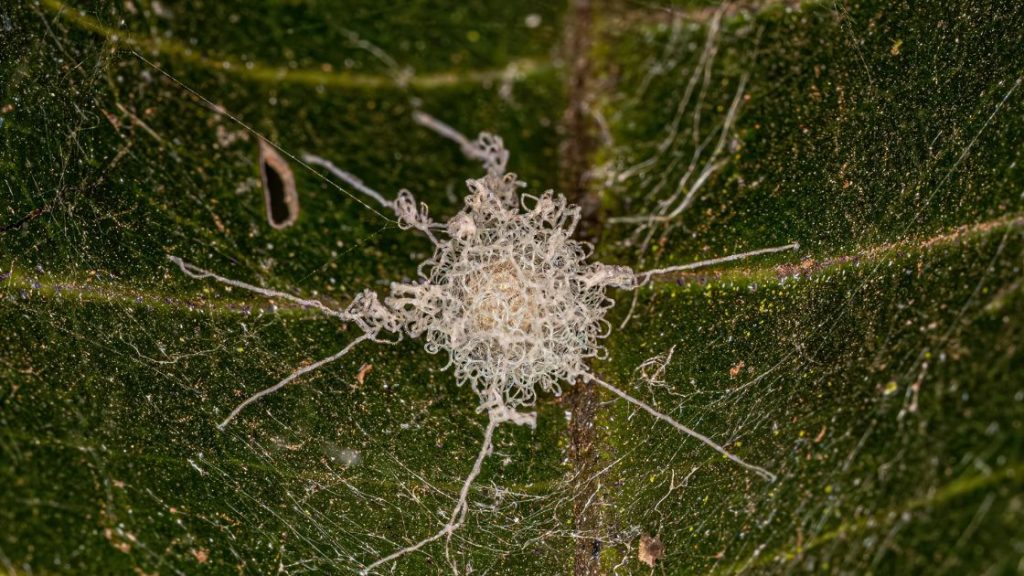 Spider egg sac