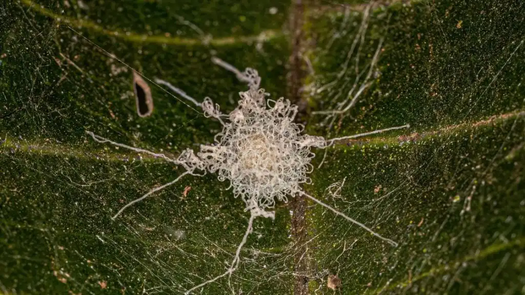 Spider egg sac