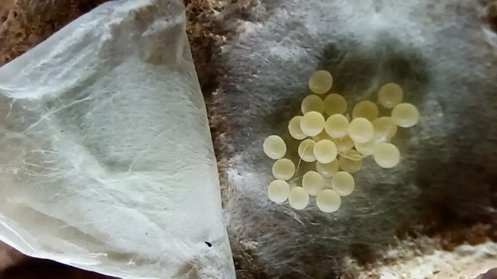 Spider eggs