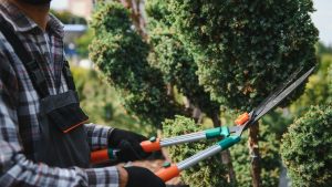 Trim trees and vines