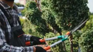 Trim trees and vines