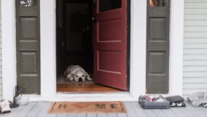 Unusual pet behavior